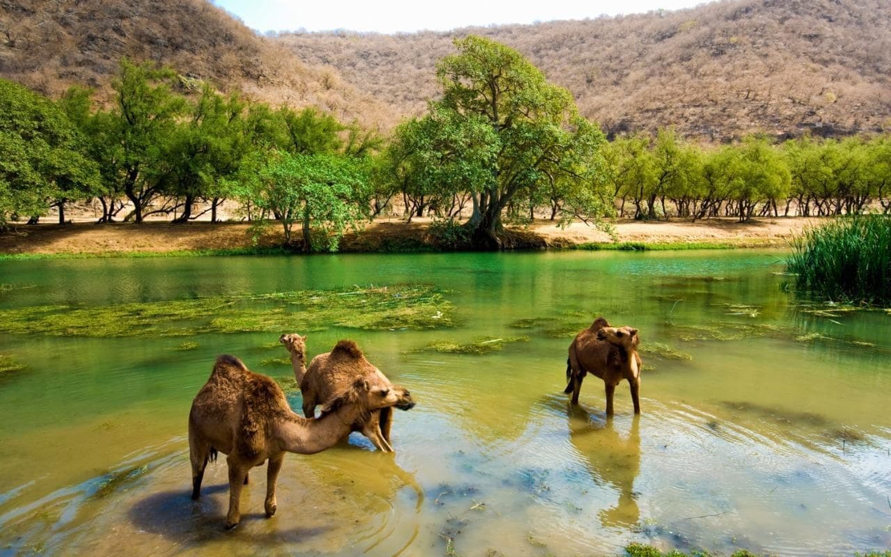Wadi Darbat Full Day
