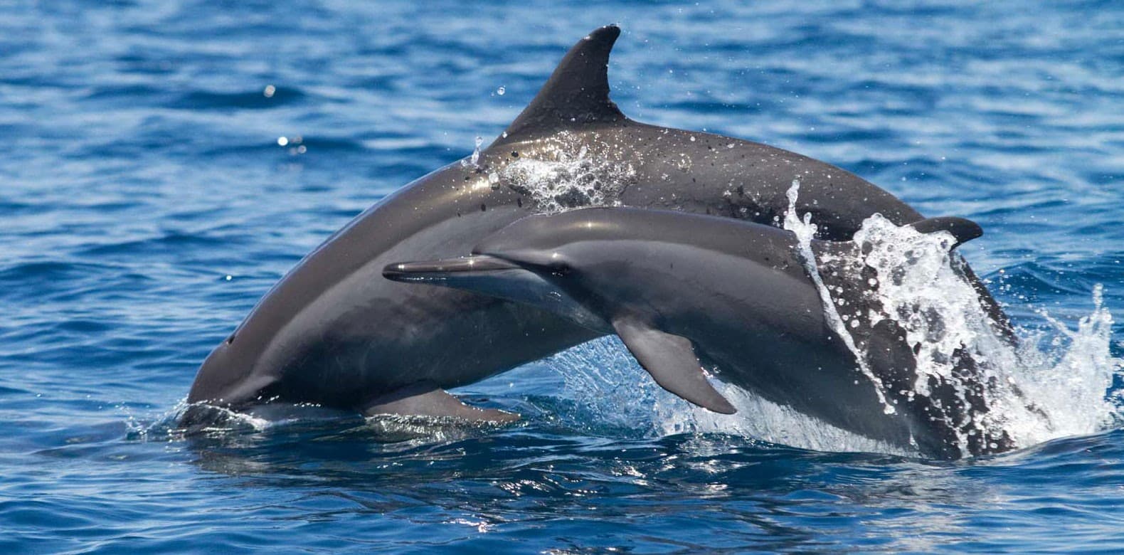 Dolphin Watcing Sea Safari