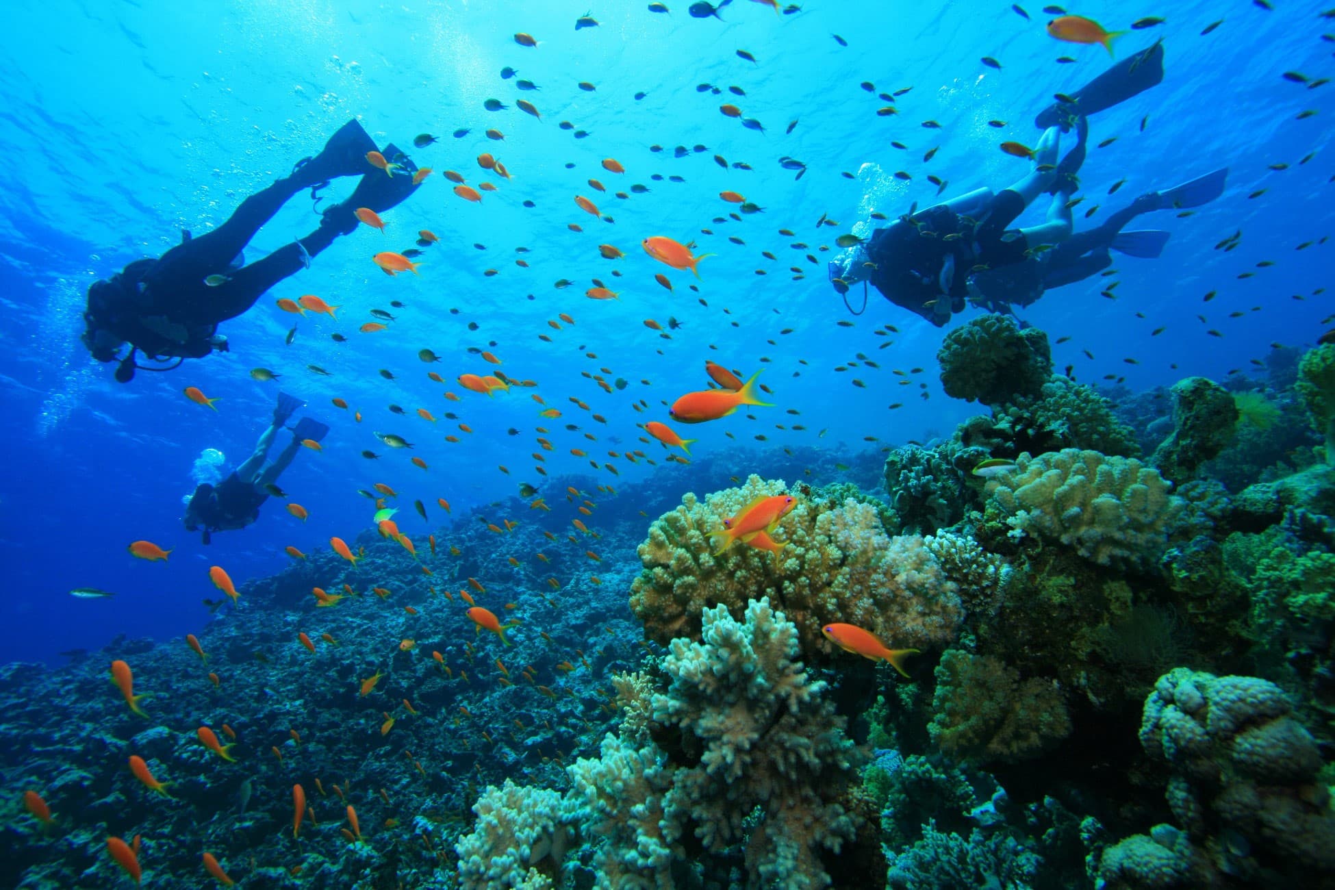 Dolphin Watcing and Snorkeling Sea Safari