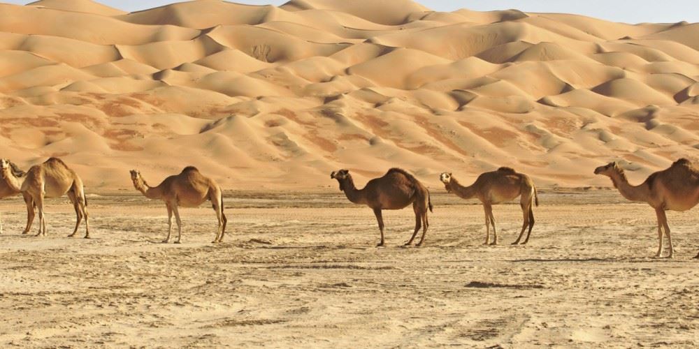 Rub Al Khali Desert Attractions Salalah Things To Do Oman