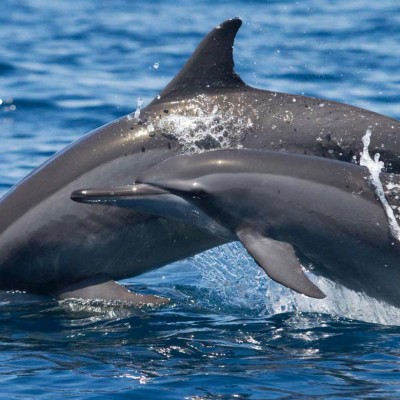 Dolphin Watcing Sea Safari